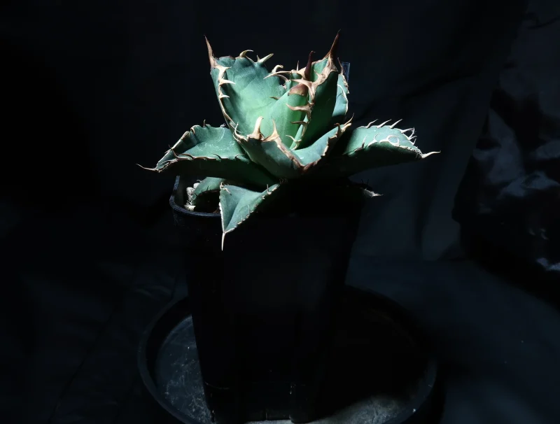 アガベ 狼牙 #2025-04 引きの写真