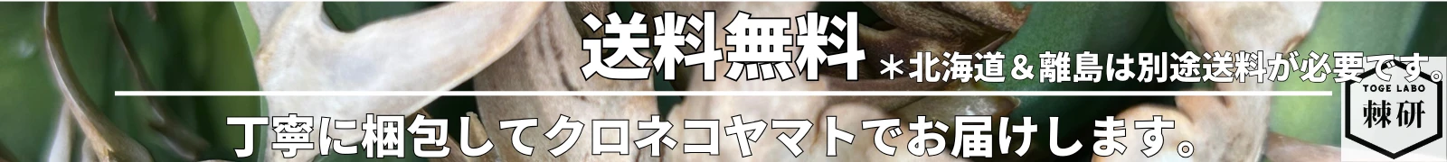 トゲラボプラントストア送料無料