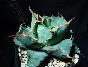 アガベ G.G.Compactor #2025-06 メイン画像