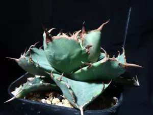 アガベ G.G.Compactor #2025-06 横からの写真