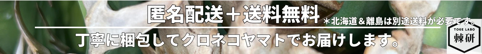 トゲラボプラントストア匿名配送で送料無料