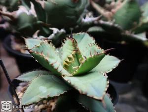 アガベ フィリグリ#2025-08 メイン画像