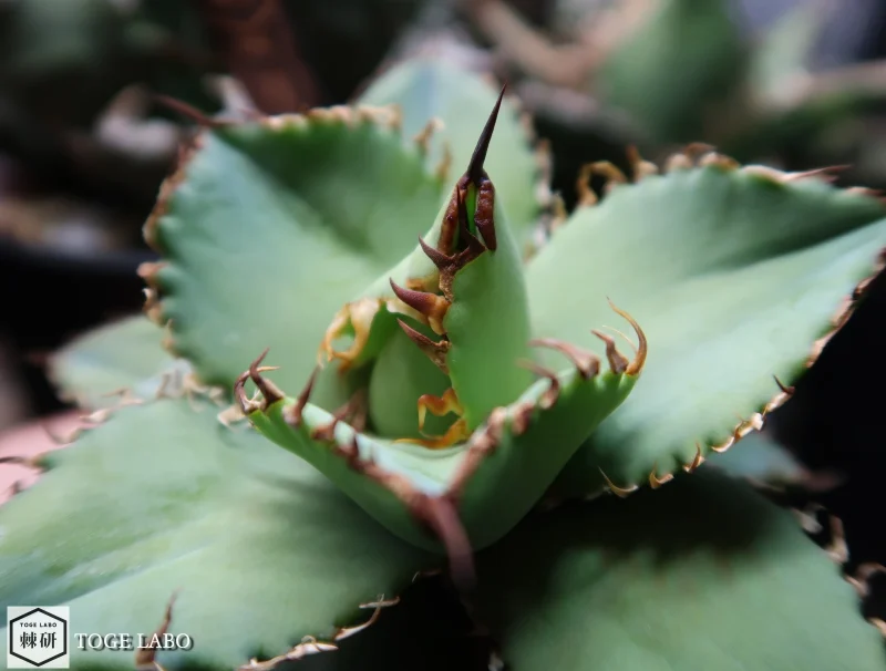 アガベ フィリグリー#2025-08 クローズ画像