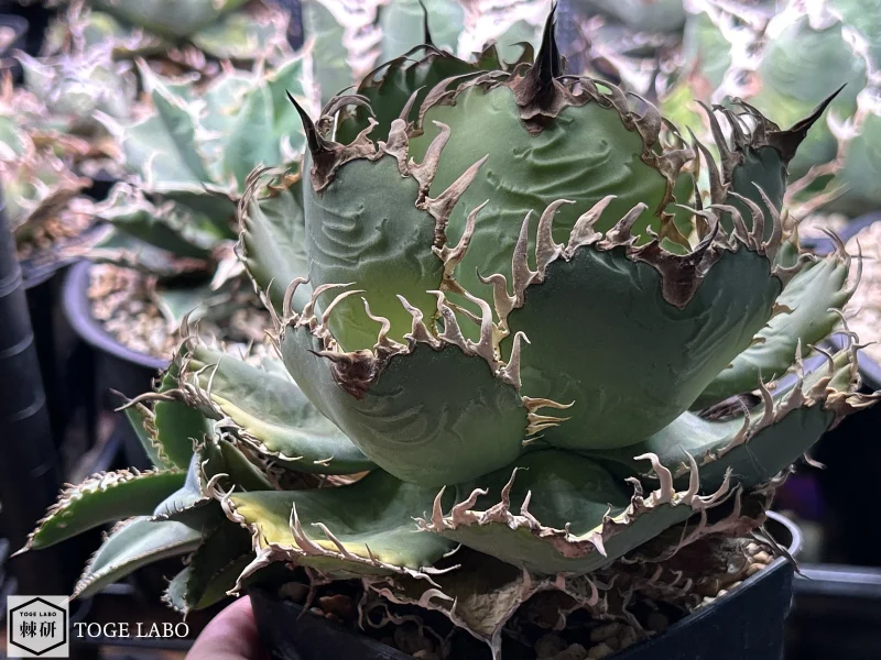 アガベ フィリグリー #2025-08 子株画像