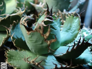 アガベ フィリグリー #2025-08 親株画像