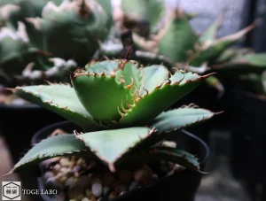 アガベ フィリグリー #2025-08 サイド画像