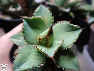 アガベ フィリグリー #2025-08 トップ画像