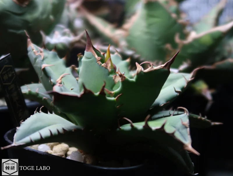 アガベ 農大No.1 #2025-09 サイド画像