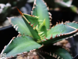 アガベ Coyote Special #2025-11 クローズ画像