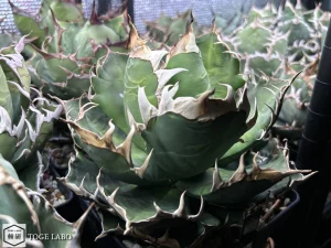 アガベ Coyote Special #2025-11 親株画像