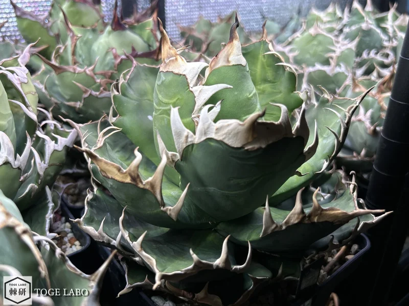 アガベ Coyote Special #2025-11 親株画像