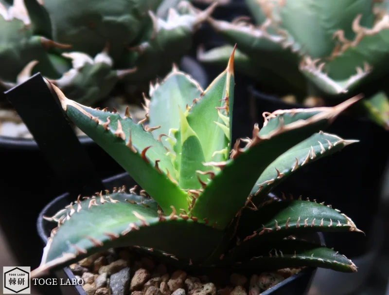 アガベ Coyote Special #2025-11 サイド画像