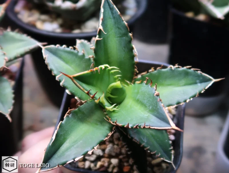 アガベ Coyote Special #2025-11 トップ画像