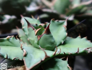 アガベ CR-01 小株 #2025-10 クローズ画像