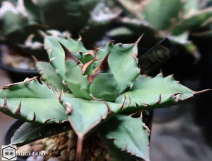 アガベ CR-01 小株 #2025-10 メイン画像