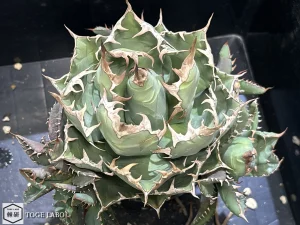 アガベ CR-01 小株 #2025-10 親株画像