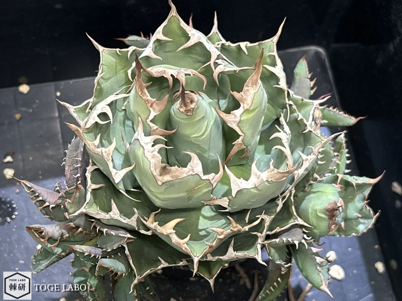 アガベ CR-01 小株 #2025-10 親株画像