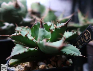 アガベ CR-01 小株 #2025-10 サイド画像