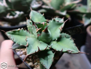 アガベ CR-01 小株 #2025-10 トップ画像