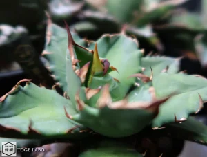 アガベ 農大No.1 #2025-09 クローズ画像