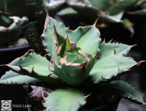 アガベ 農大No.1 #2025-09 メイン画像