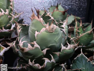 アガベ 農大No.1 #2025-09 親株画像