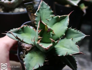 アガベ 農大No.1 #2025-09 トップ画像