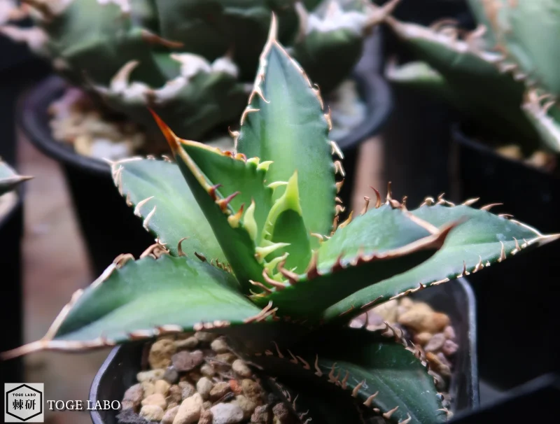 アガベ Coyote Special #2025-11 メイン画像