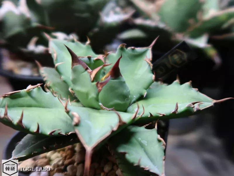 アガベ CR-01 小株 #2025-10 メイン画像