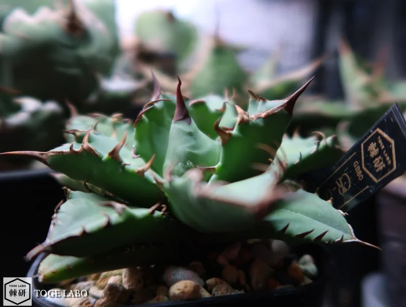 アガベ CR-01 小株 #2025-10（鉢ごと）｜トゲラボプラントストア