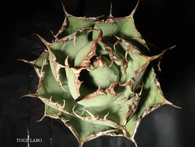 アガベ イランROSE 中株 #2026-01 トップ画像