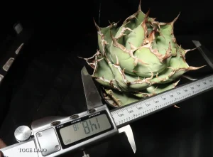 アガベ イランROSE 中株 #2026-01 サイズ画像