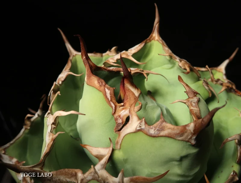 アガベ イランROSE 中株 #2026-01 クローズ画像