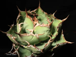 アガベ イランROSE 中株 #2026-01 メイン画像