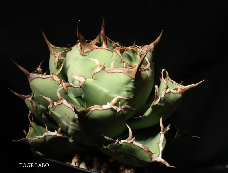 アガベ イランROSE 中株 #2026-01 サイド画像