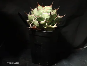 アガベ イランROSE 中株 #2026-01 引き画像