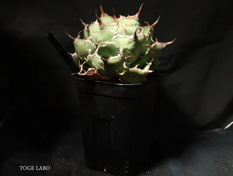 アガベ イランROSE 中株 #2026-01 引き画像