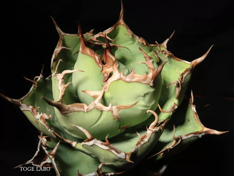 アガベ イランROSE 中株 #2026-01 メイン画像